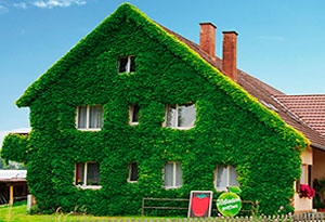 zelenye-fasady
